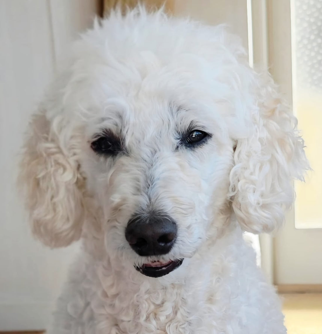 JB’s World for Pets LAUNCH: Celebrating the Joy of Play